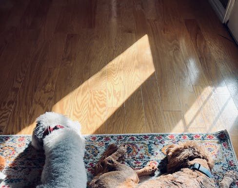 hoe slapen met ischias?