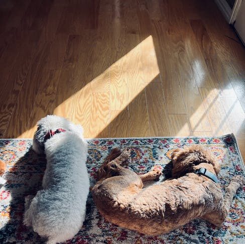 hoe slapen met ischias?