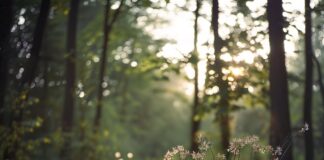 Maak het meeste van je Nintendo Switch: Tips en Top Games